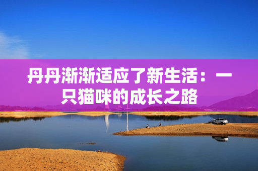 丹丹渐渐适应了新生活：一只猫咪的成长之路